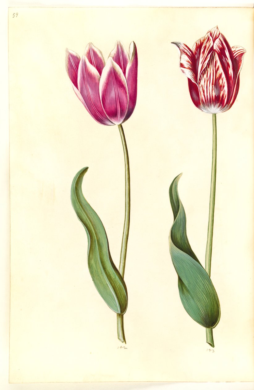 Tulipa gesneriana (har tulpan) av Hans Simon Holtzbecker