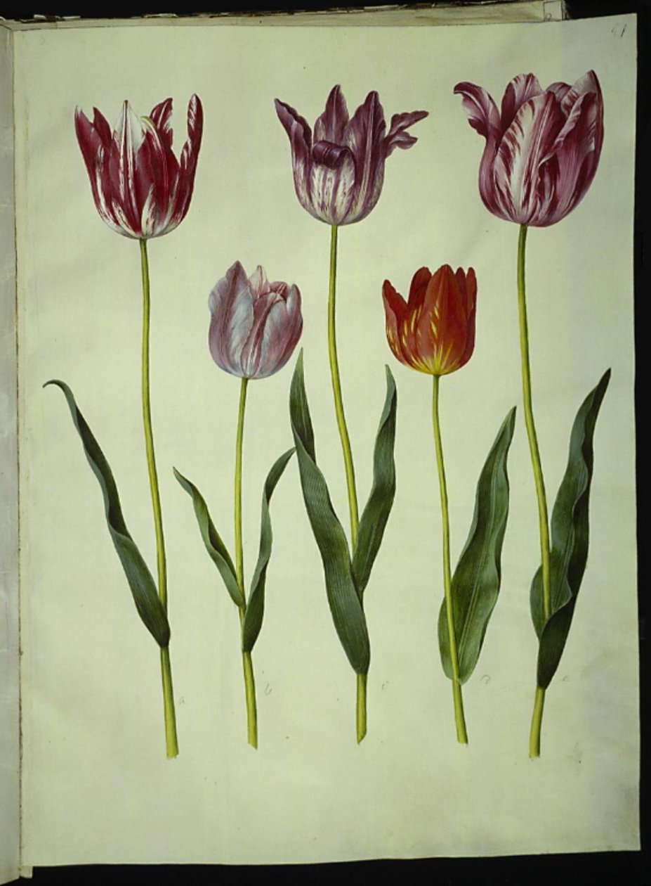 Tulipa gesneriana (har tulpan) av Hans Simon Holtzbecker