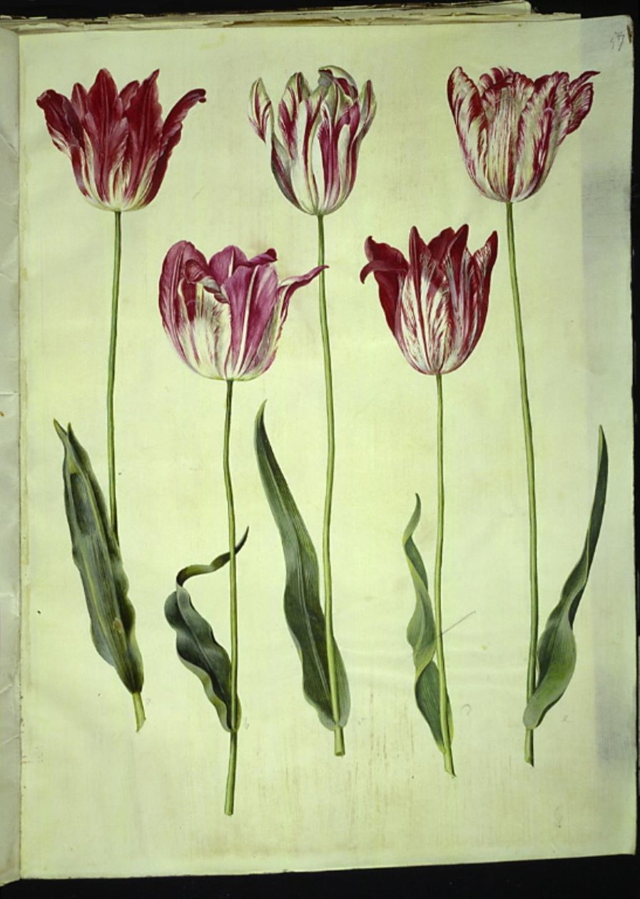 Tulipa gesneriana (har tulpan) av Hans Simon Holtzbecker