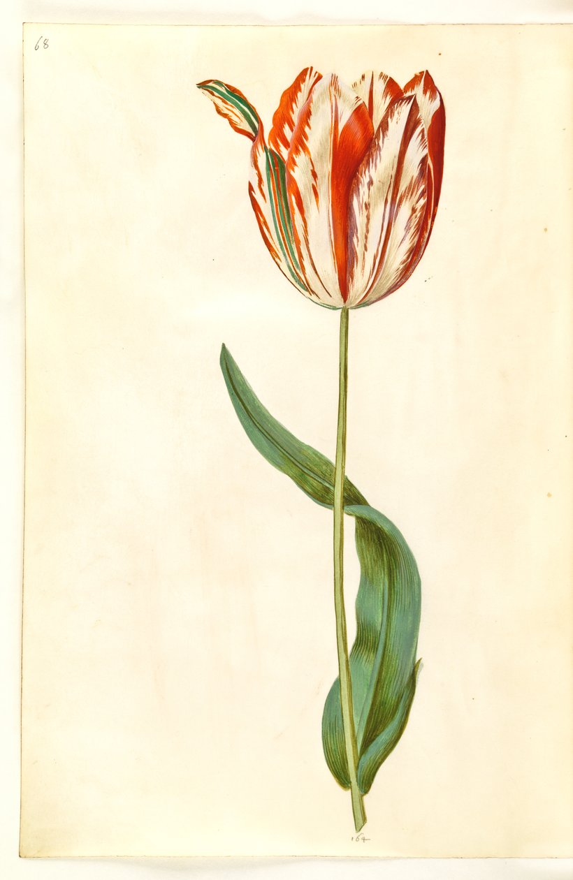 Tulipa gesneriana (har tulpan) av Hans Simon Holtzbecker