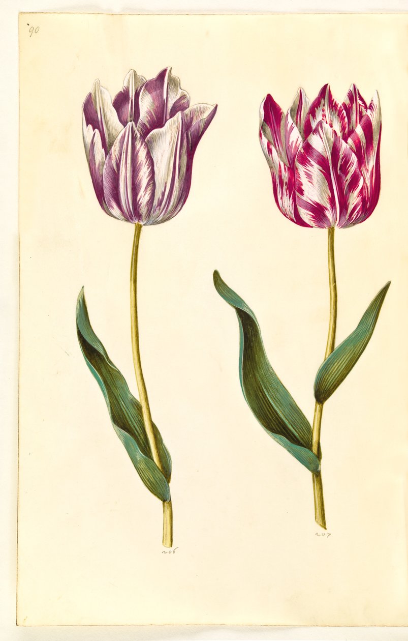 Tulipa gesneriana (har tulpan) av Hans Simon Holtzbecker