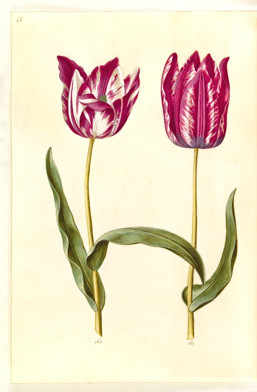 Tulipa gesneriana (har tulpan) av Hans Simon Holtzbecker