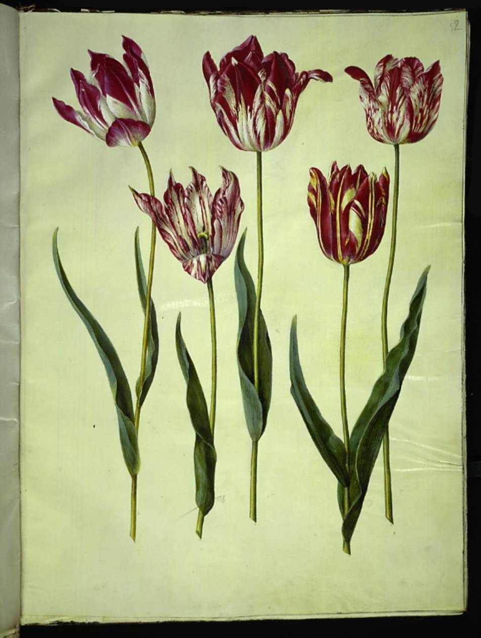 Tulipa gesneriana (har tulpan) av Hans Simon Holtzbecker