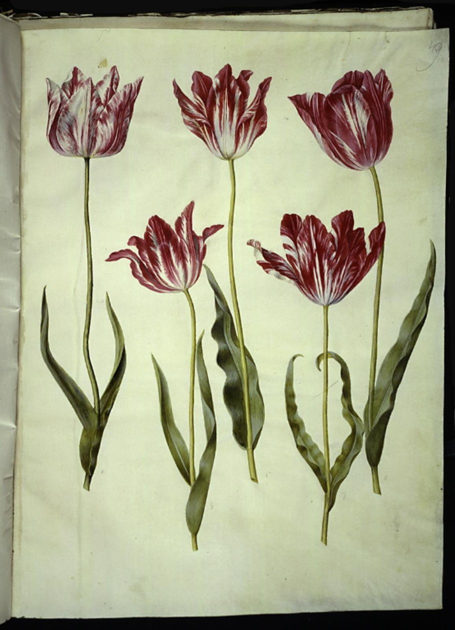 Tulipa gesneriana (har tulpan) av Hans Simon Holtzbecker