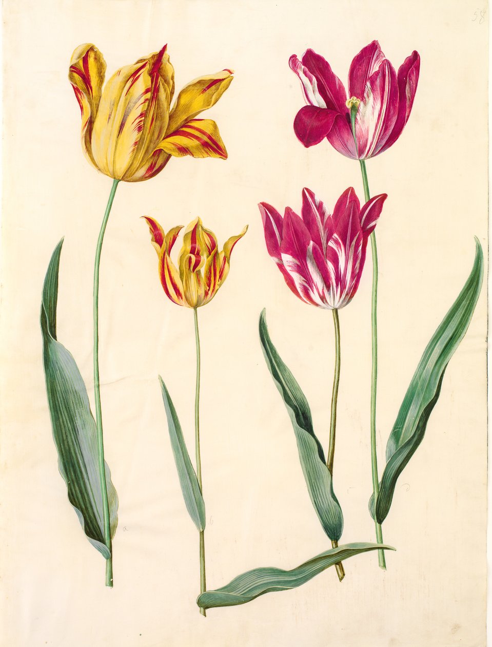 Tulipa gesneriana (har tulpan) av Hans Simon Holtzbecker