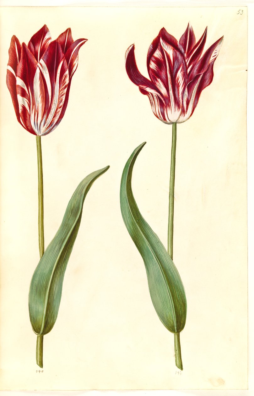 Tulipa gesneriana (har tulpan) av Hans Simon Holtzbecker