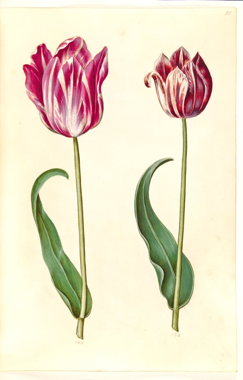 Tulipa gesneriana (har tulpan) av Hans Simon Holtzbecker