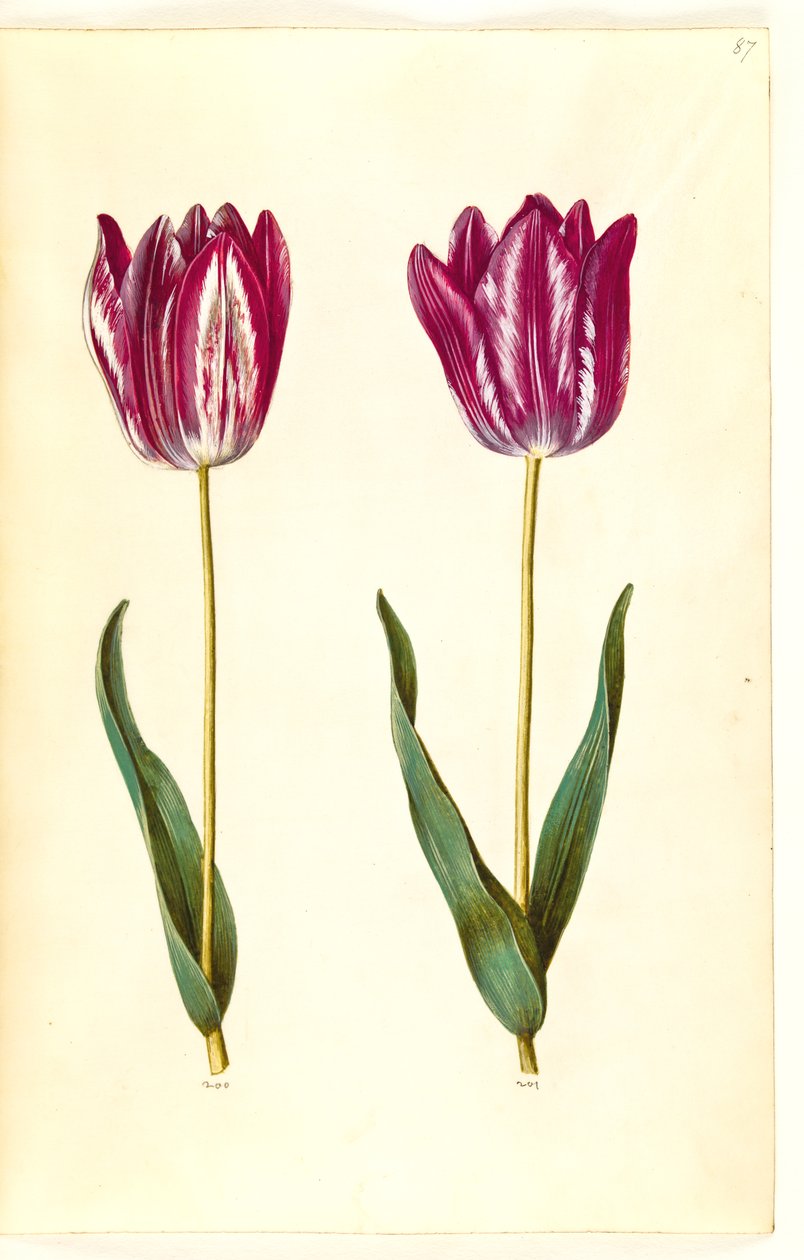 Tulipa gesneriana (har tulpan) av Hans Simon Holtzbecker