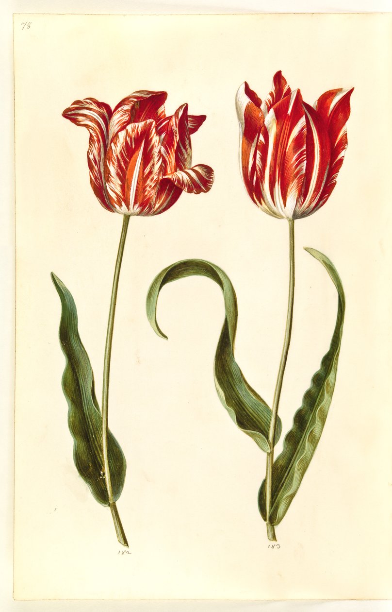Tulipa gesneriana (har tulpan) av Hans Simon Holtzbecker