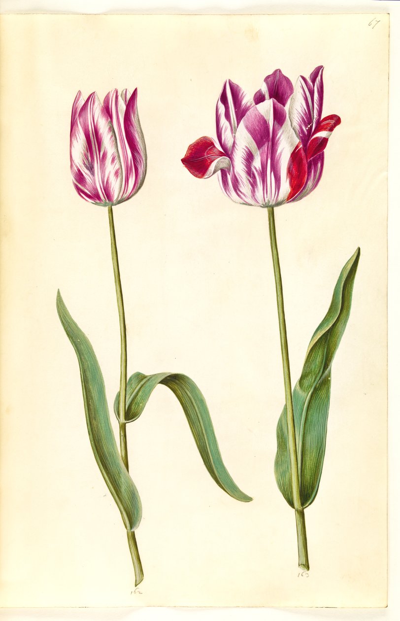 Tulipa gesneriana (har tulpan) av Hans Simon Holtzbecker