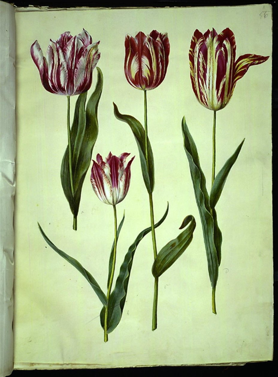 Tulipa gesneriana (har tulpan) av Hans Simon Holtzbecker