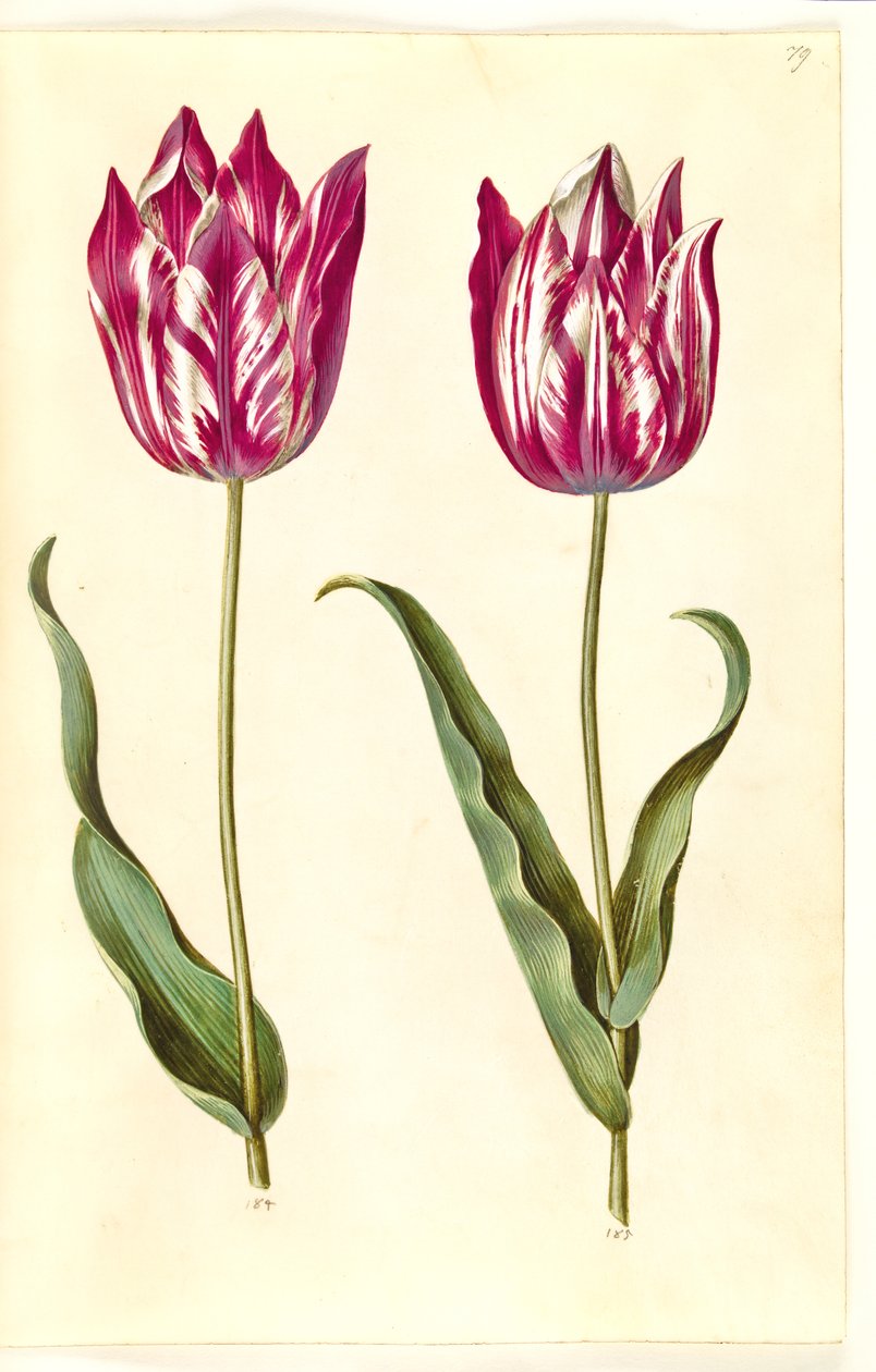 Tulipa gesneriana (har tulpan) av Hans Simon Holtzbecker