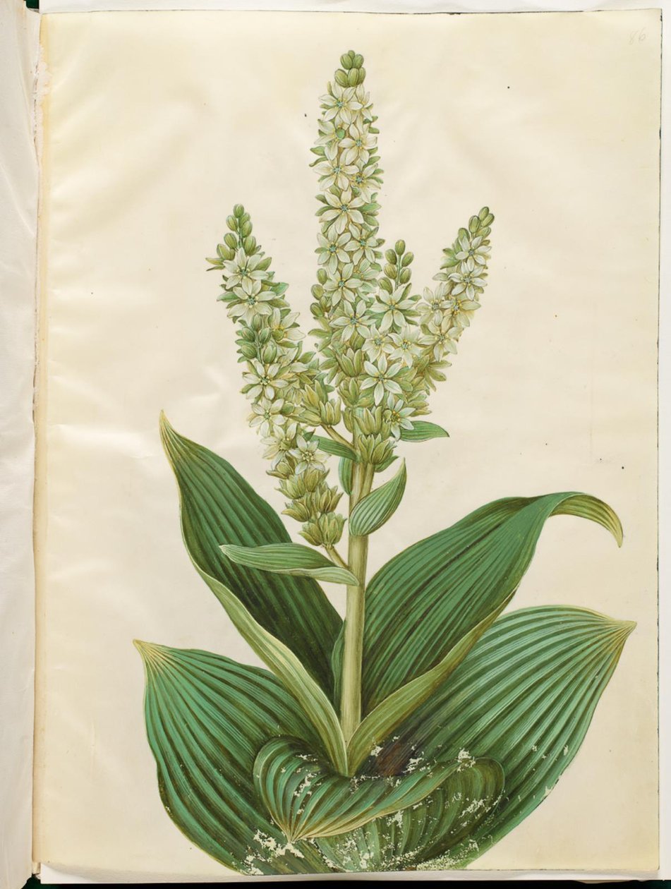Veratrum album (vitt hopfällbart blad) av Hans Simon Holtzbecker