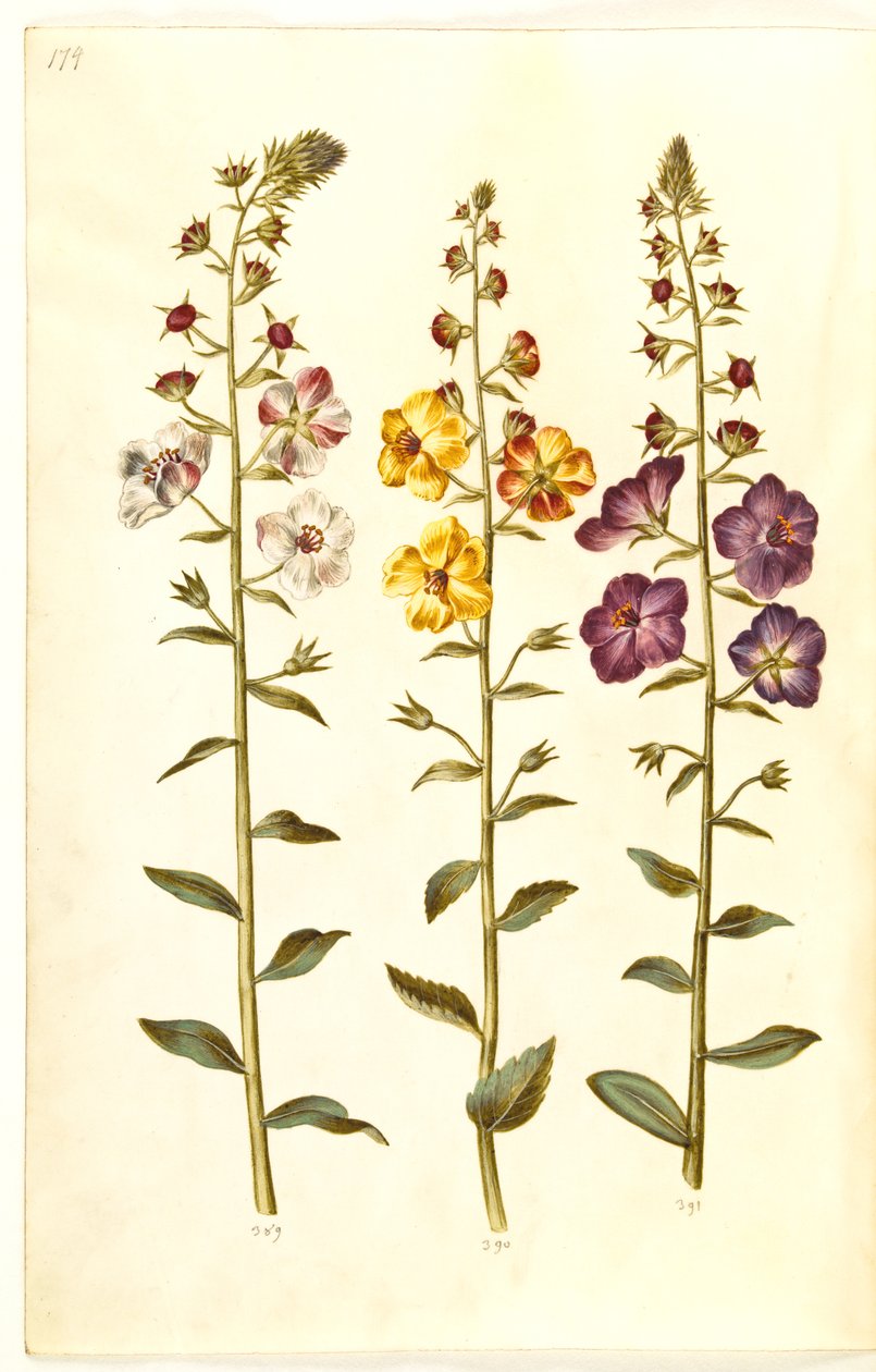Verbascum blattaria (klase-kongelys); Fenicisk verbascum (lila-congelys) av Hans Simon Holtzbecker