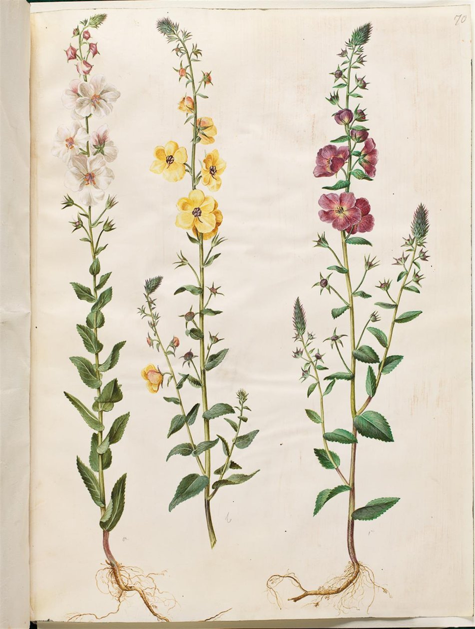 Verbascum blattaria (klase-kongelys); Fenicisk verbascum (lila-congelys) av Hans Simon Holtzbecker