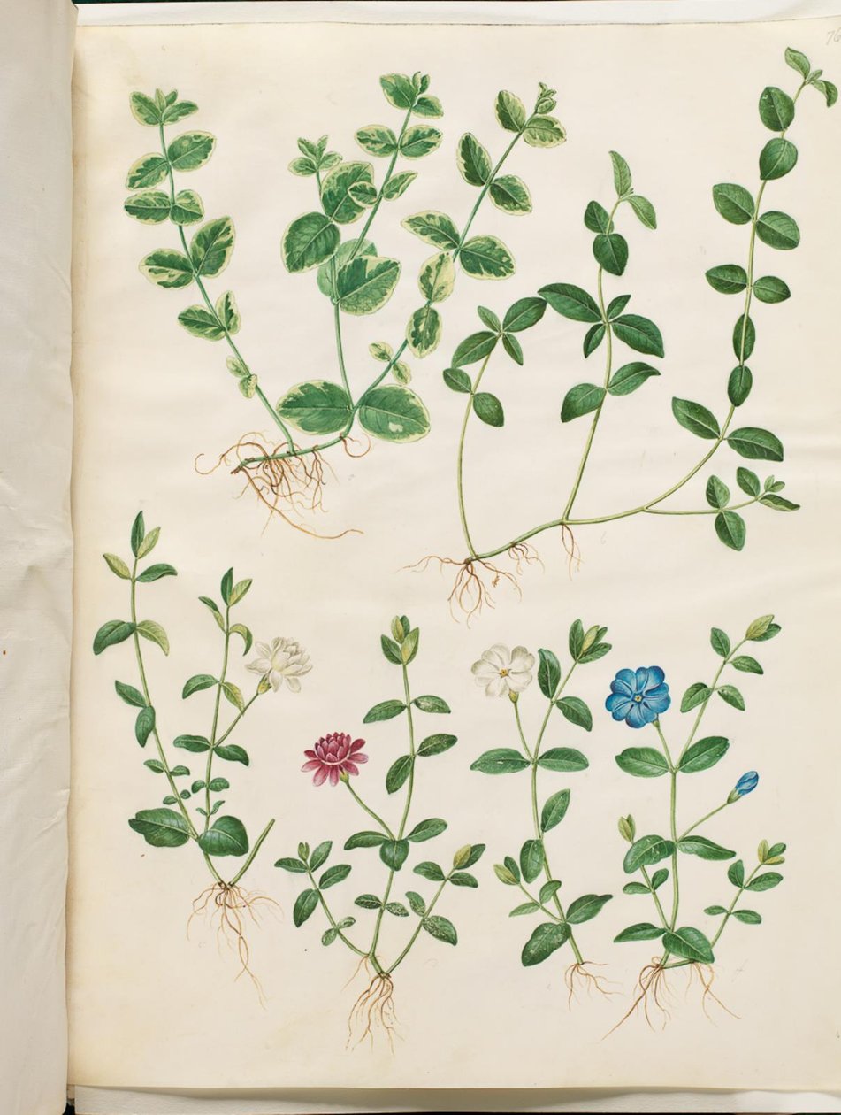 Vinca minor (liten vintergrön) av Hans Simon Holtzbecker