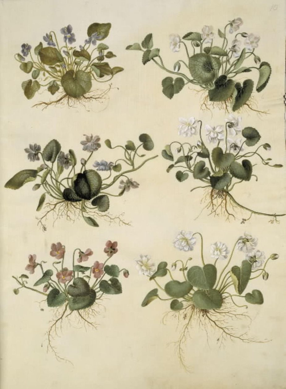 Viola odorata (marts-viol) av Hans Simon Holtzbecker