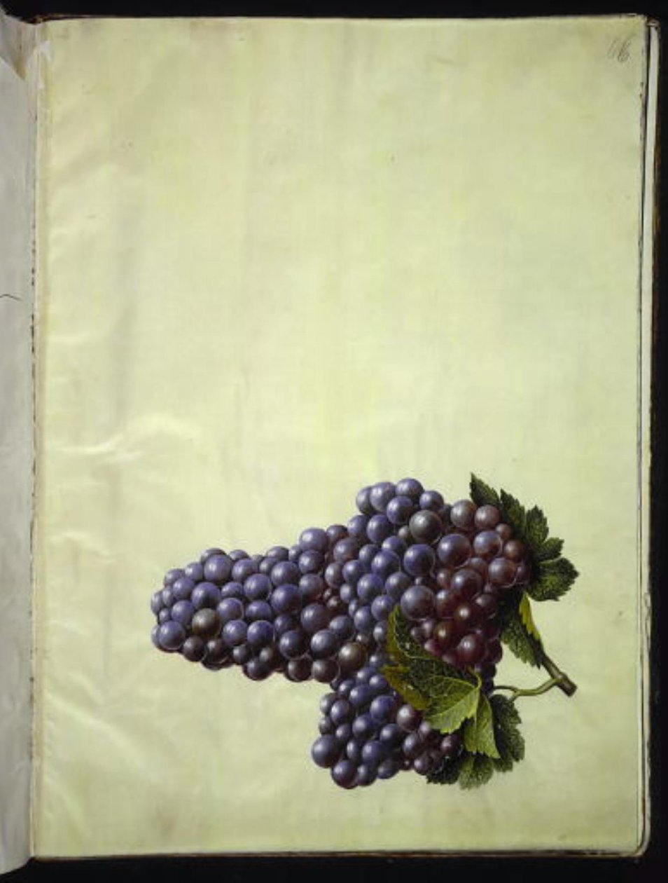 Vitis vinifera (vanligt vin) av Hans Simon Holtzbecker