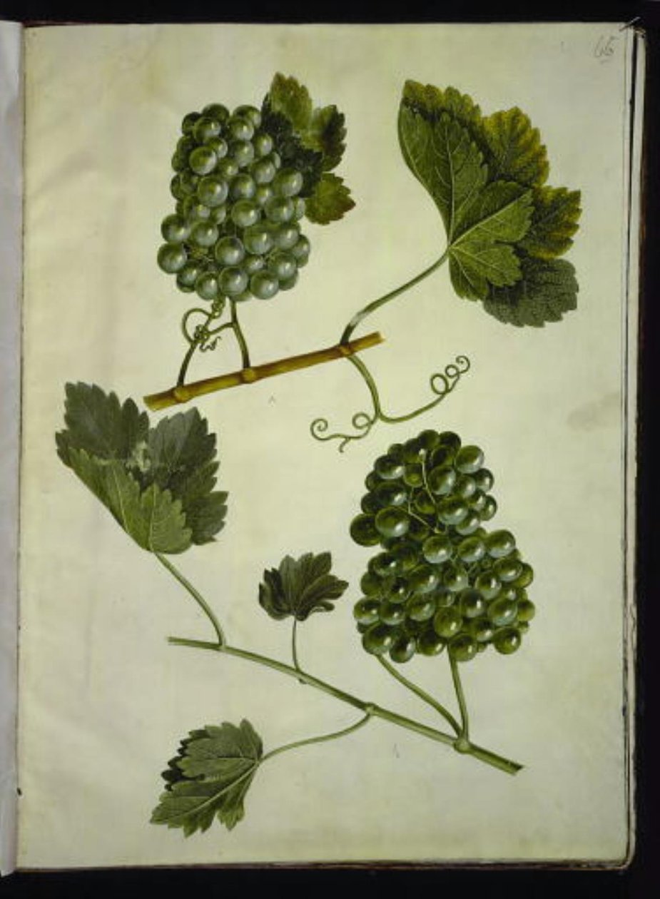 Vitis vinifera (vanligt vin) av Hans Simon Holtzbecker