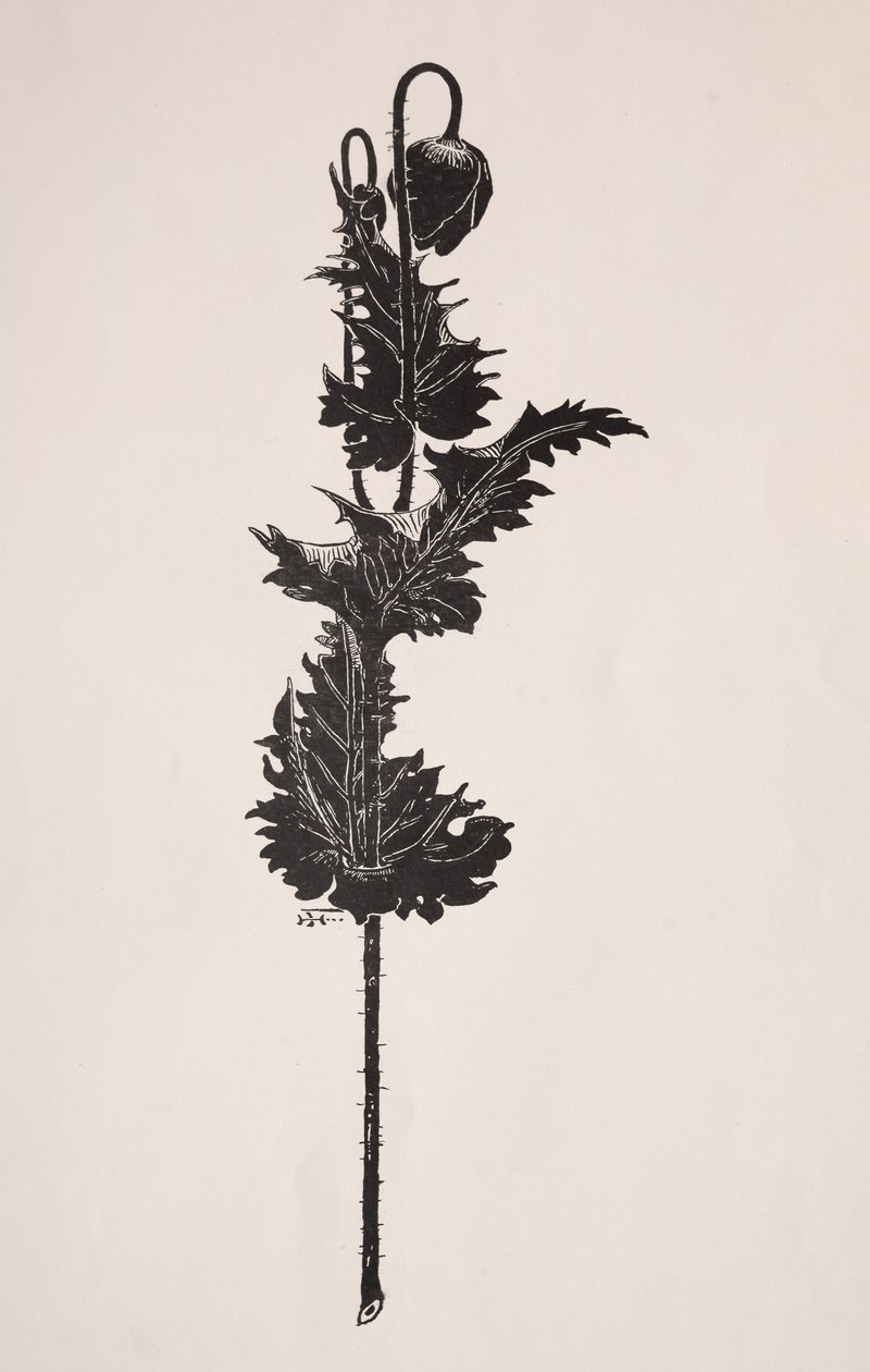 Blomsterstudie. av Harry Fenn