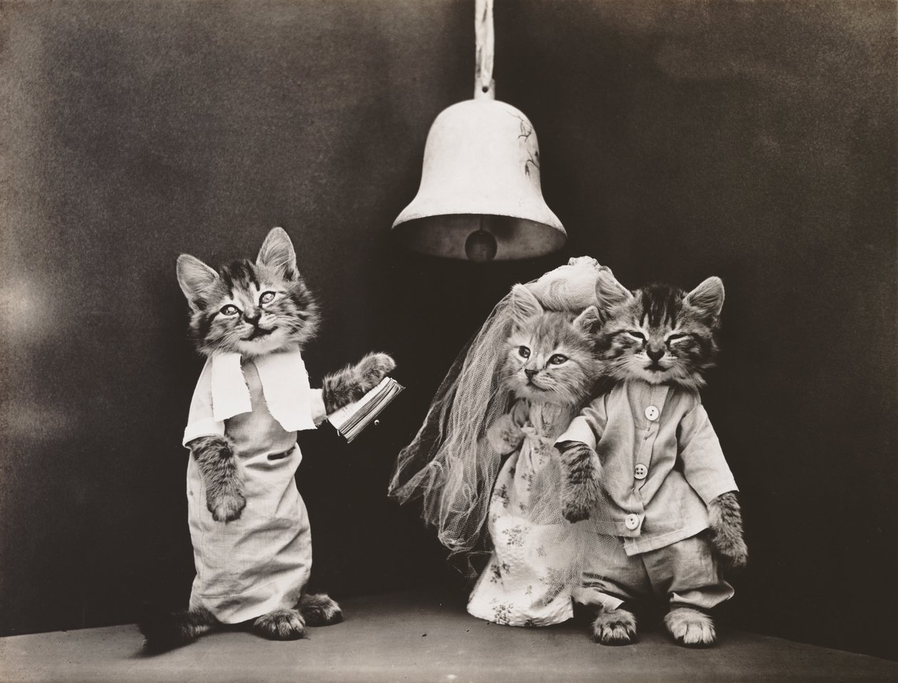 Serie med kattungar: Bröllop, ca 1914 (silvertryck) av Harry Whittier Frees