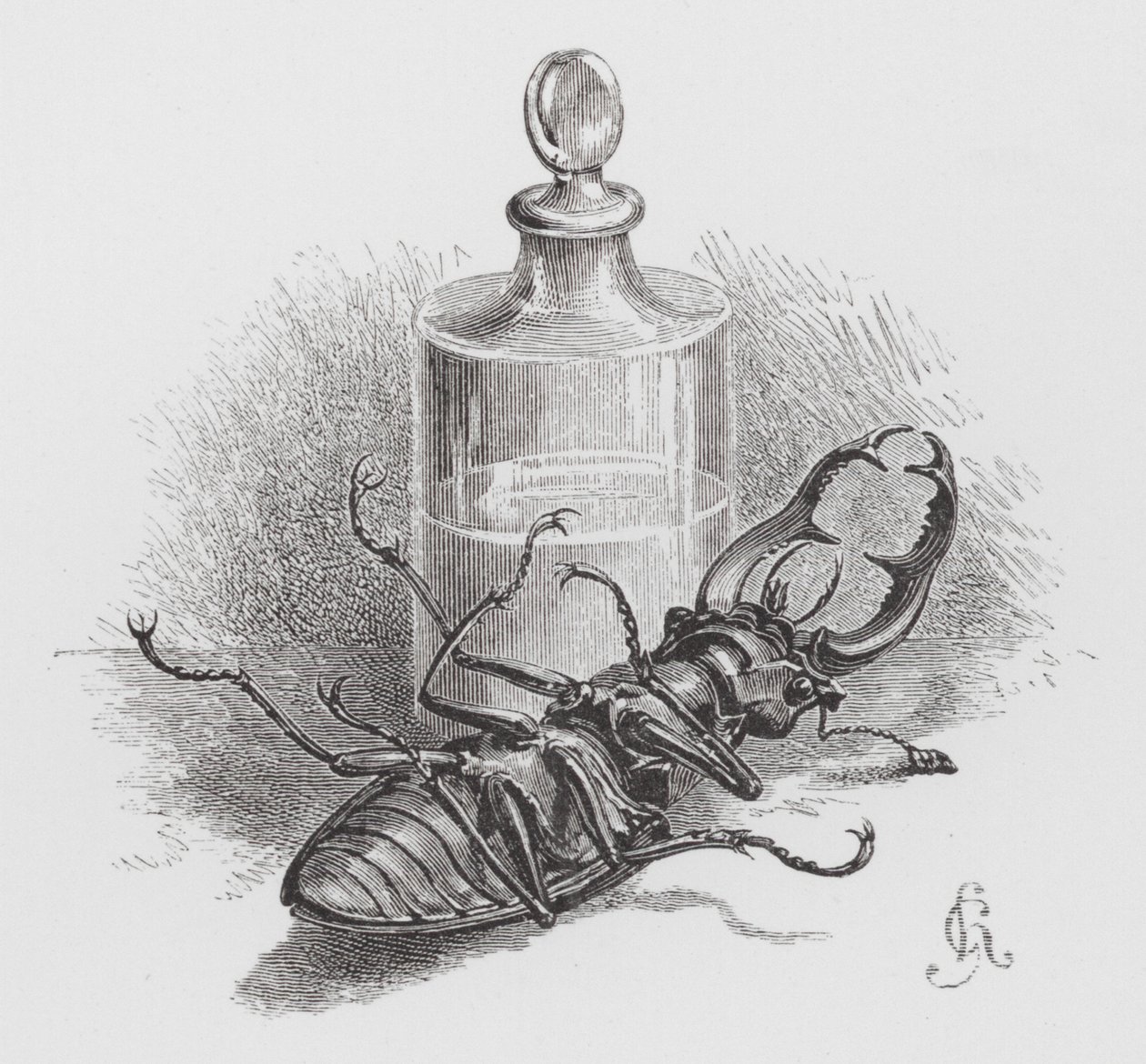 Insekten: Död skalbagge (gravyr) av Hector Giacomelli