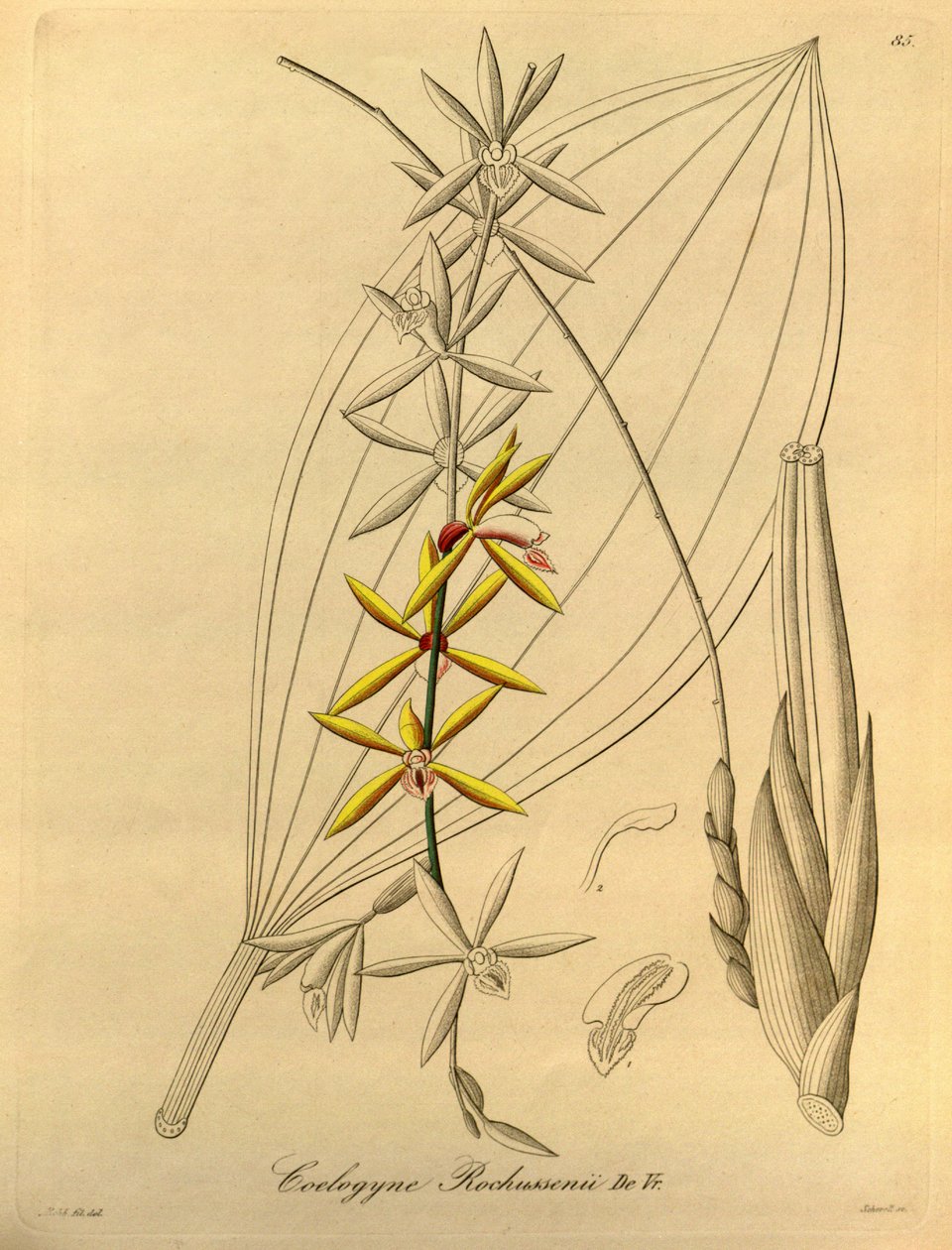 Coelogyne rochussenii av Heinrich Gustav Reichenbach