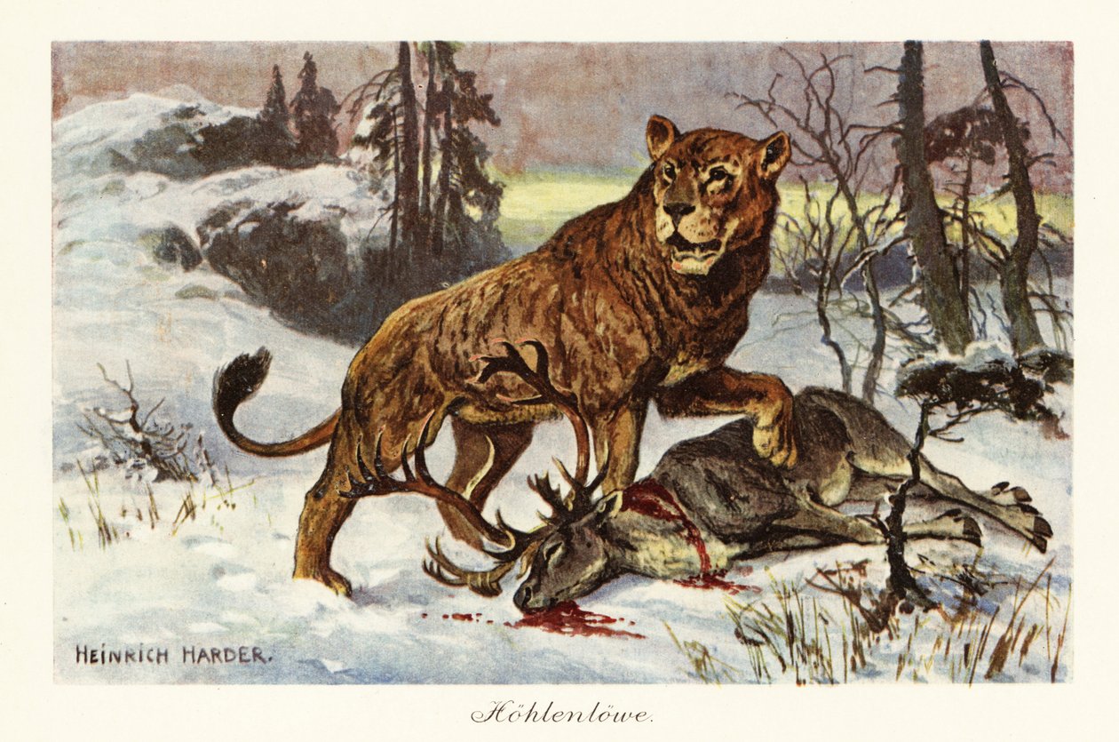 Eurasiskt grottlejon, Panthera spelaea., 1908 (tryckt) av Heinrich Harder
