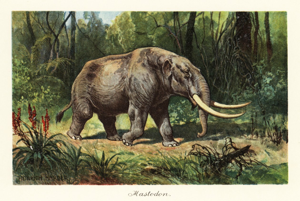 Mastodont av det utdöda släktet Mammuthus., 1908 (Tryck) av Heinrich Harder