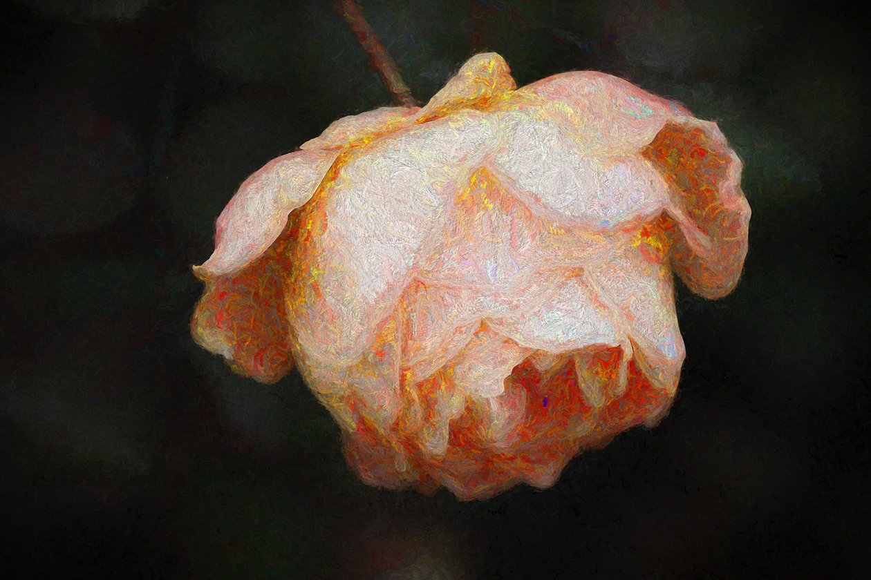 Bloom, 2018, av Helen White