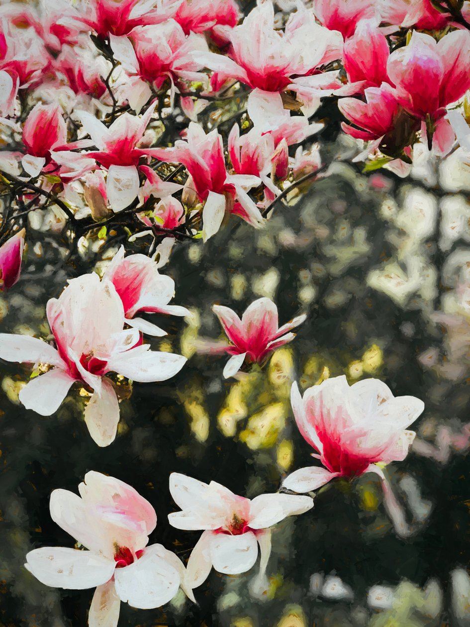 Blooming Magnolia, 2018, av Helen White