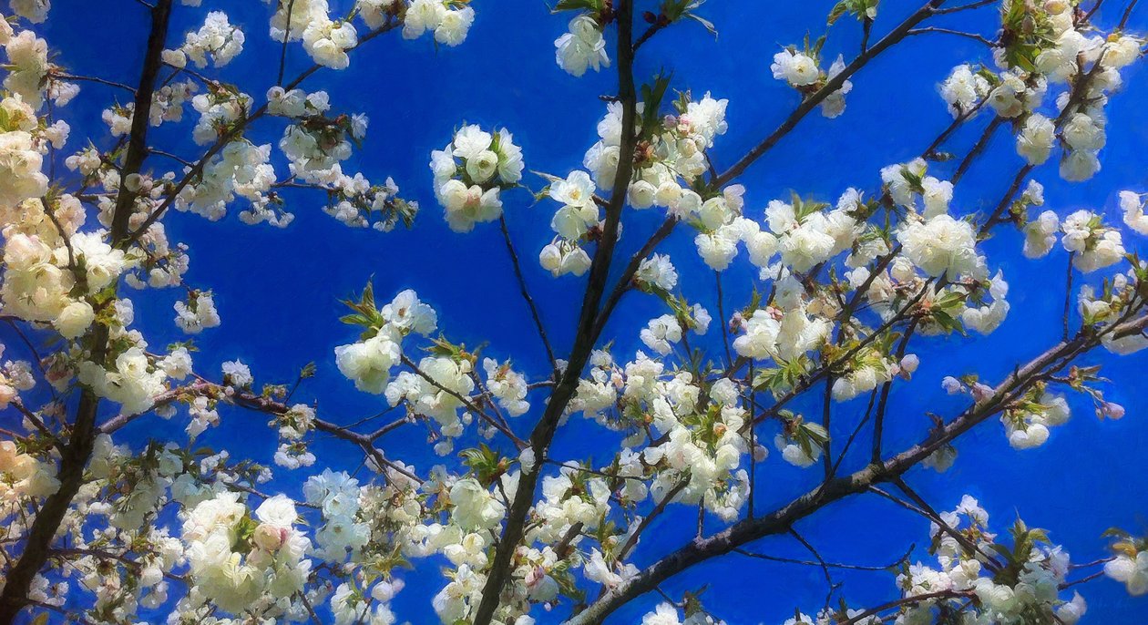 Blossom on Blue, 2018, av Helen White