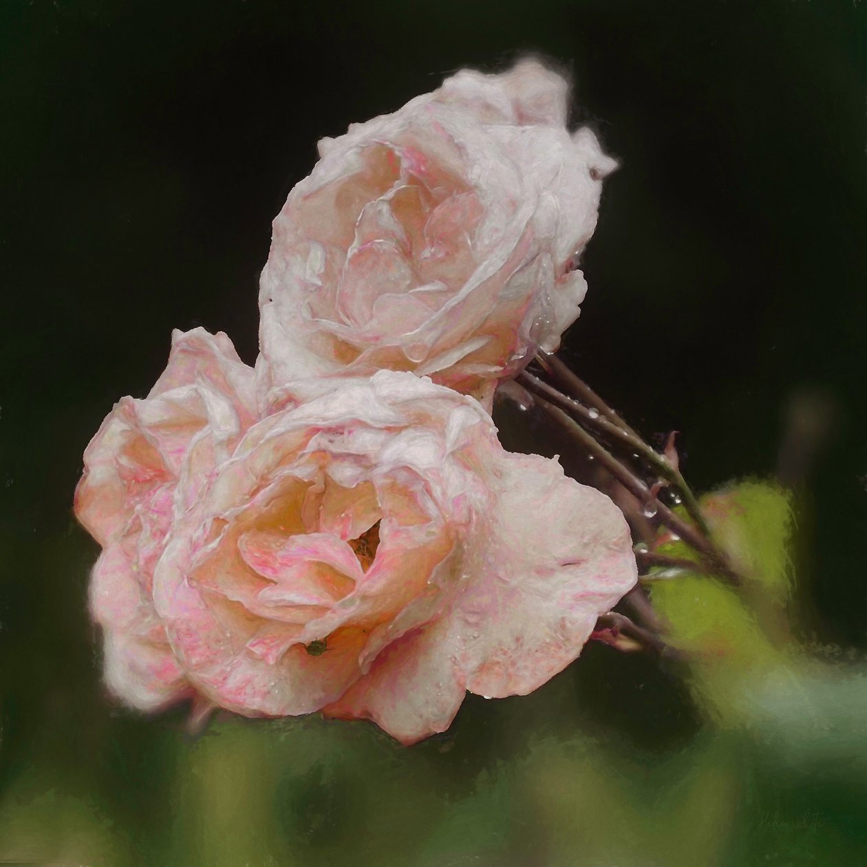 Blush Roses, 2018, av Helen White