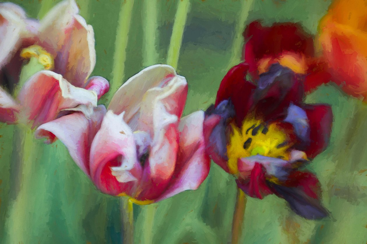 Tulip susulu, ೨೦೧೮, suede av Helen White