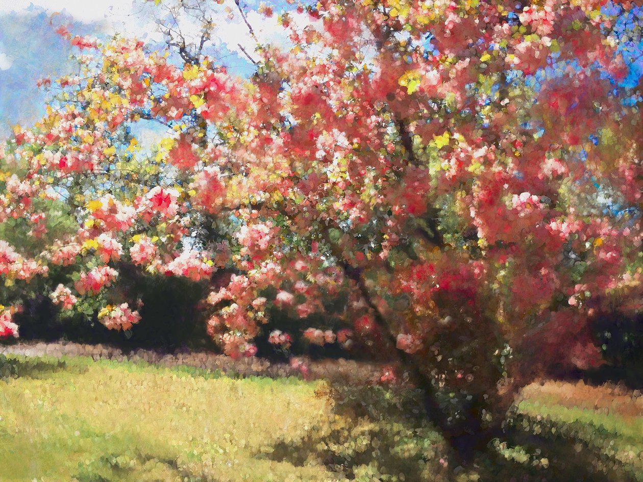 Cherry Blossom, 2018, av Helen White