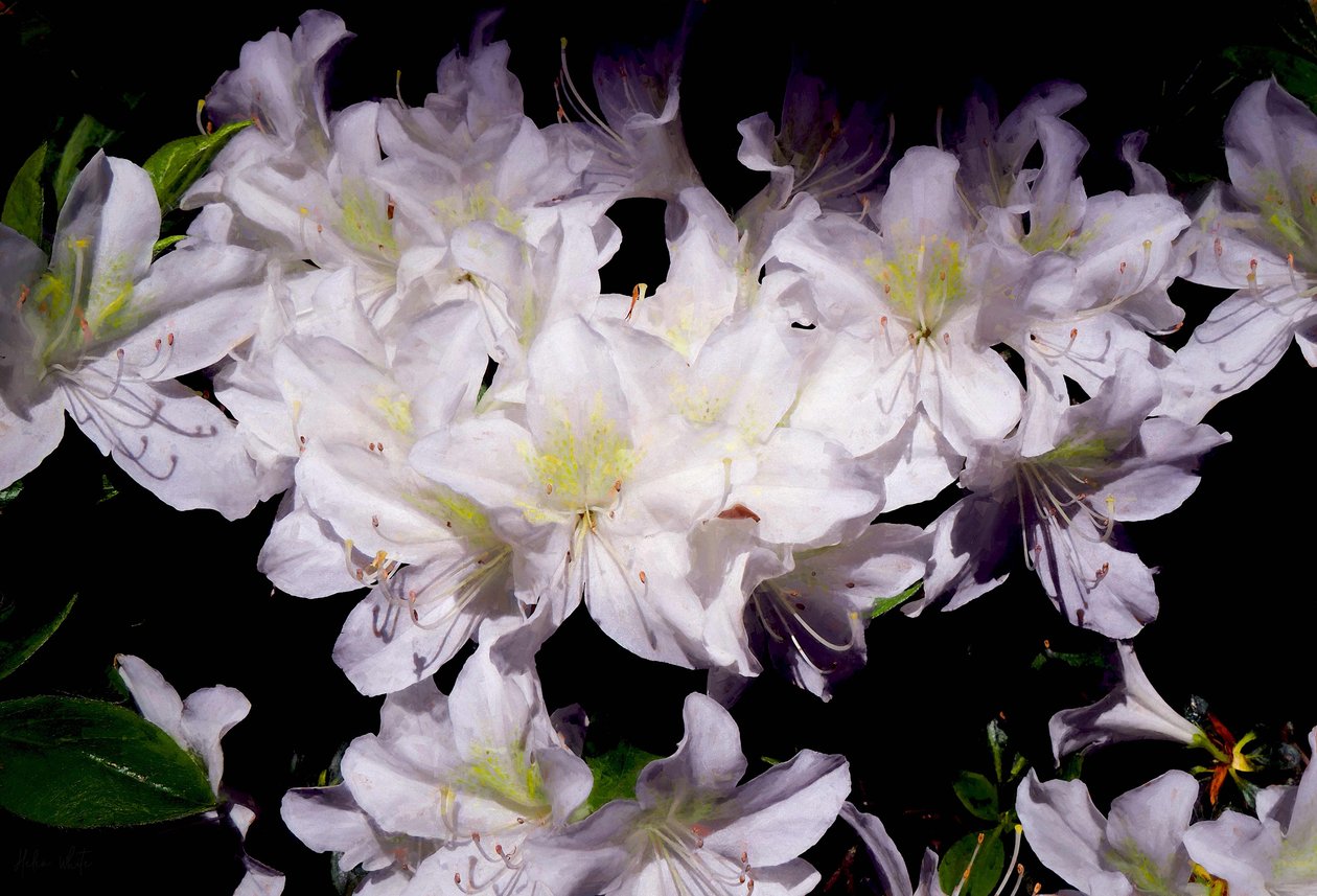 White Azhalias, 2018, av Helen White