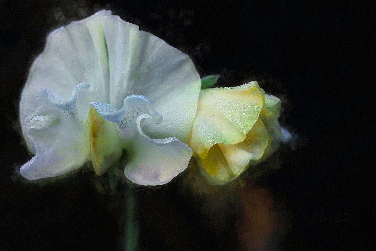 Autumn Sweatpea II, 2018 av Helen White