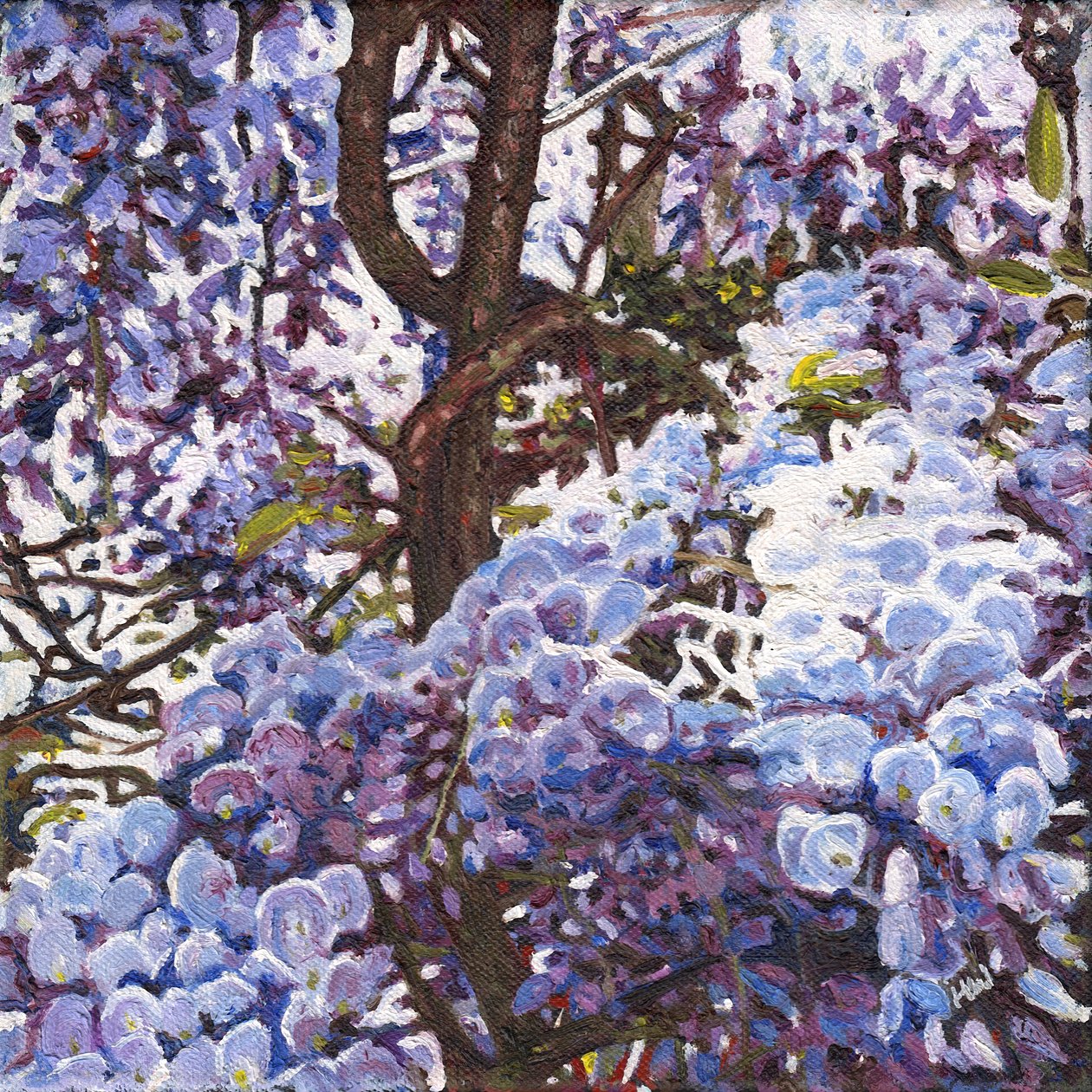 Blå blåregn, 2012 av Helen White