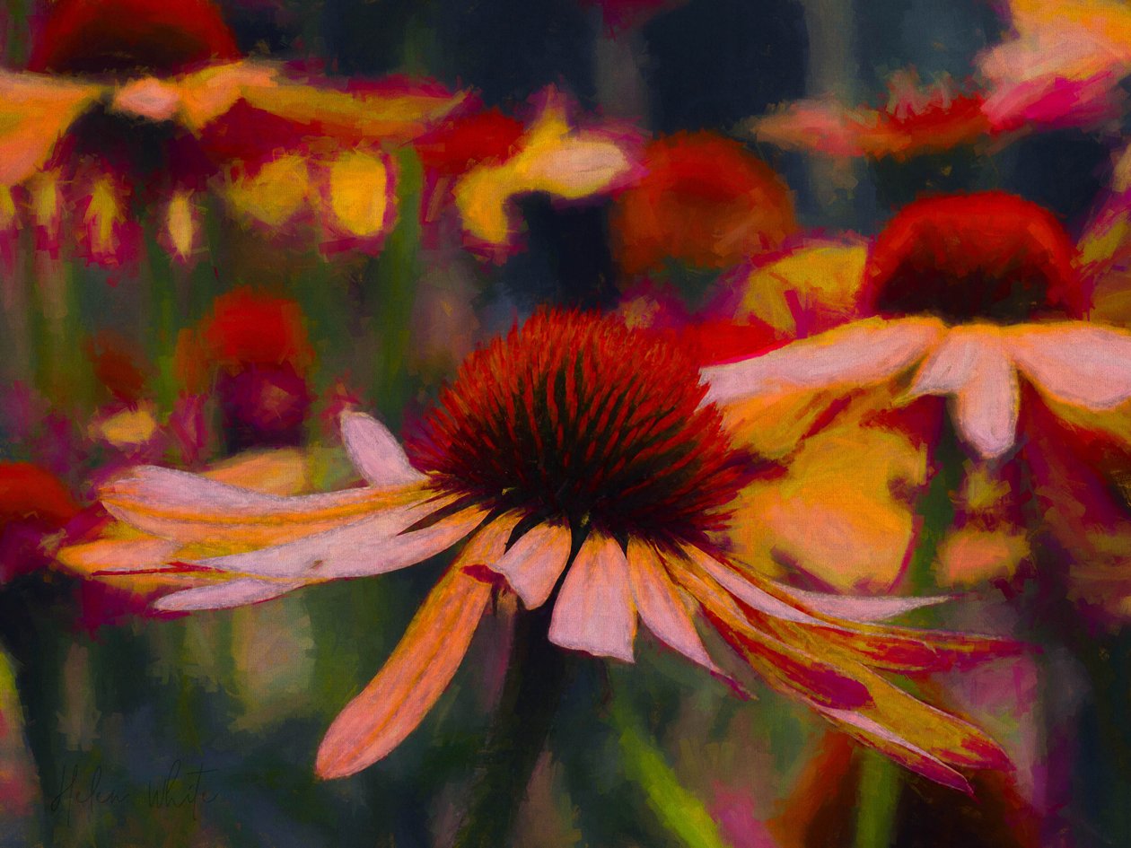 Daisy Daisy, 2019 av Helen White