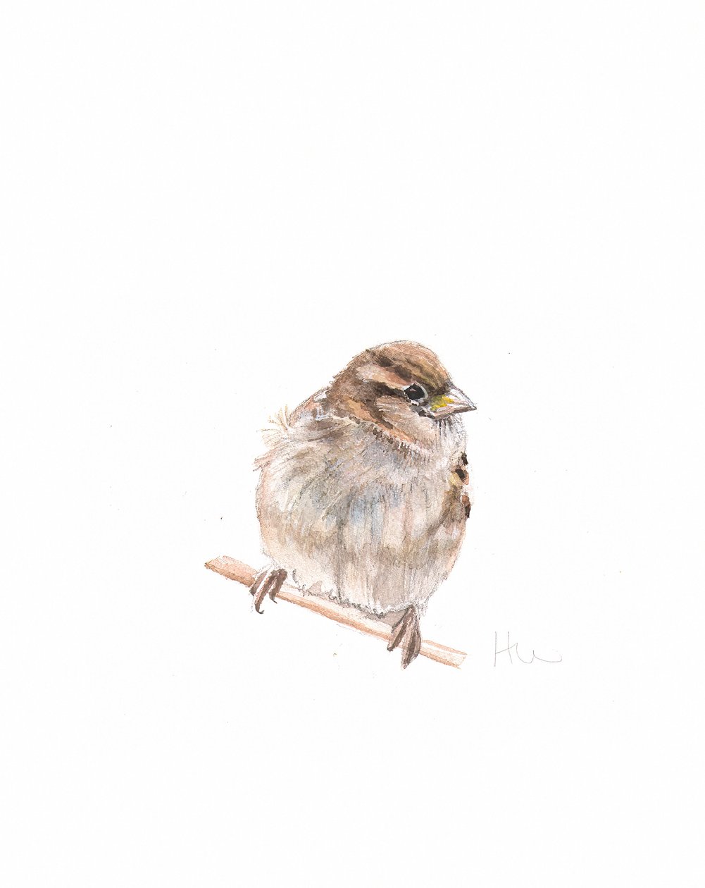Sparrow-hona III, 2022 av Helen White