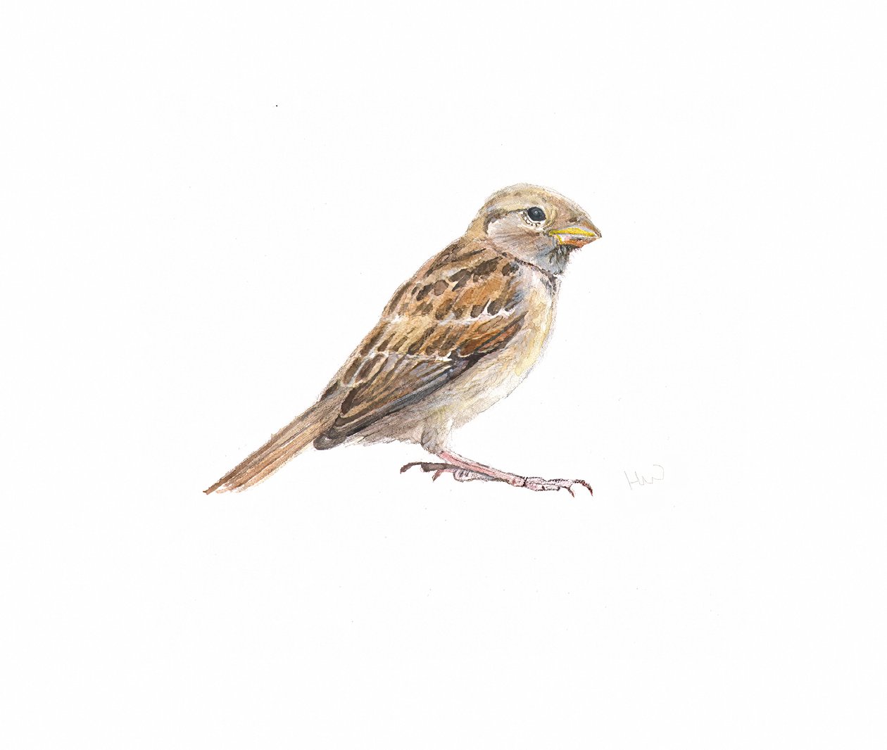 Sparrow II, 2022 av Helen White