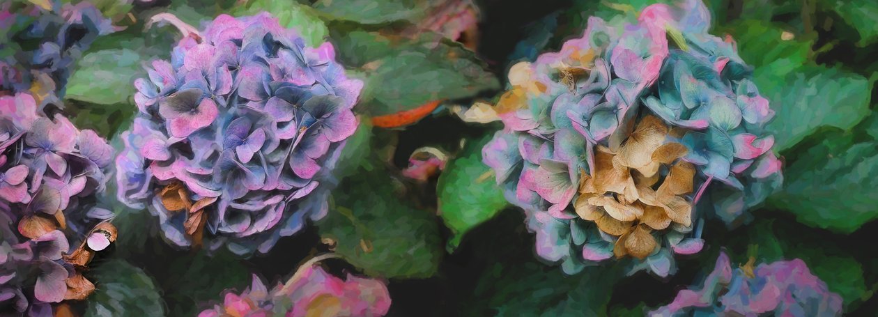 Hortensior, 2018, av Helen White