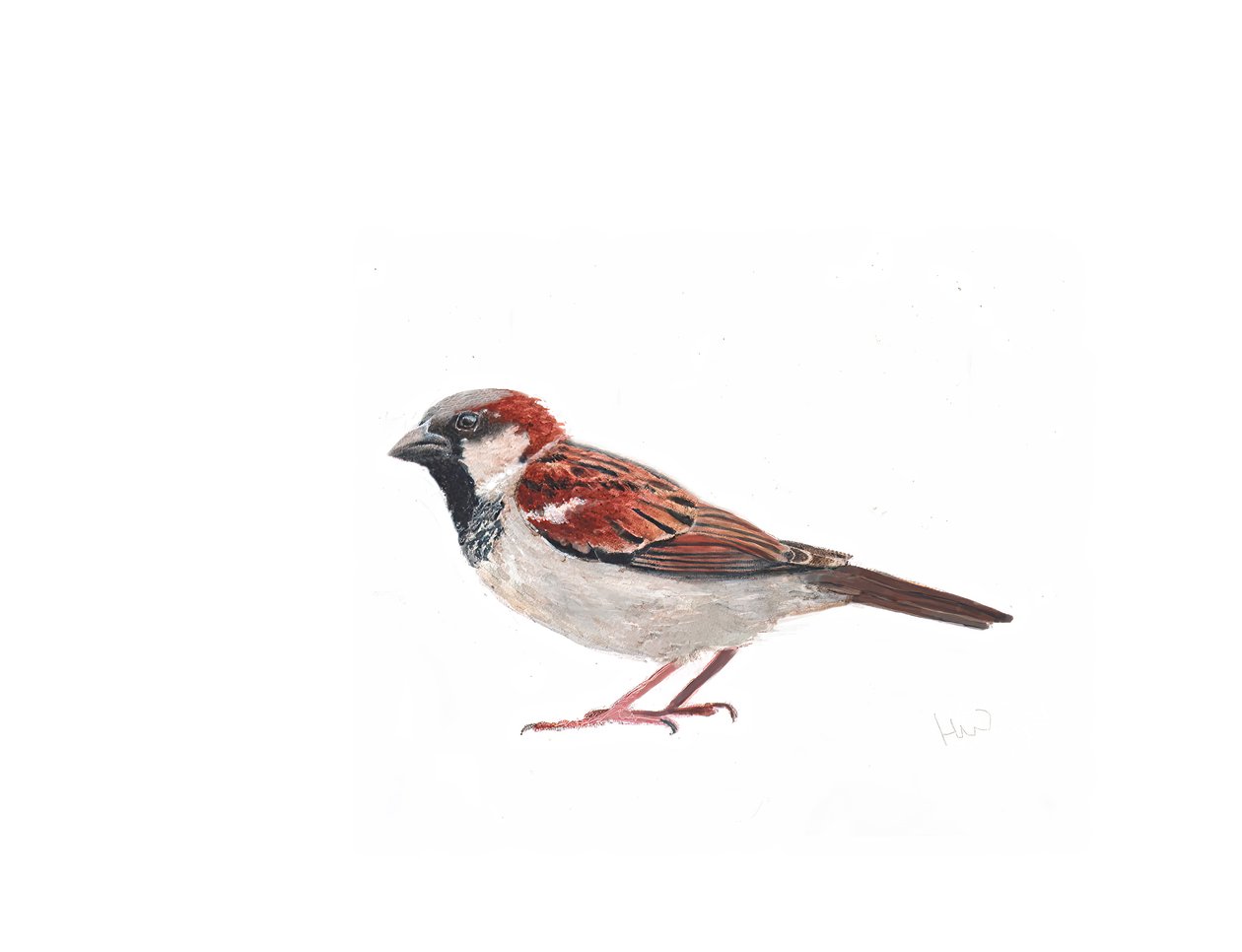 Sparrow-hane II, 2022 av Helen White