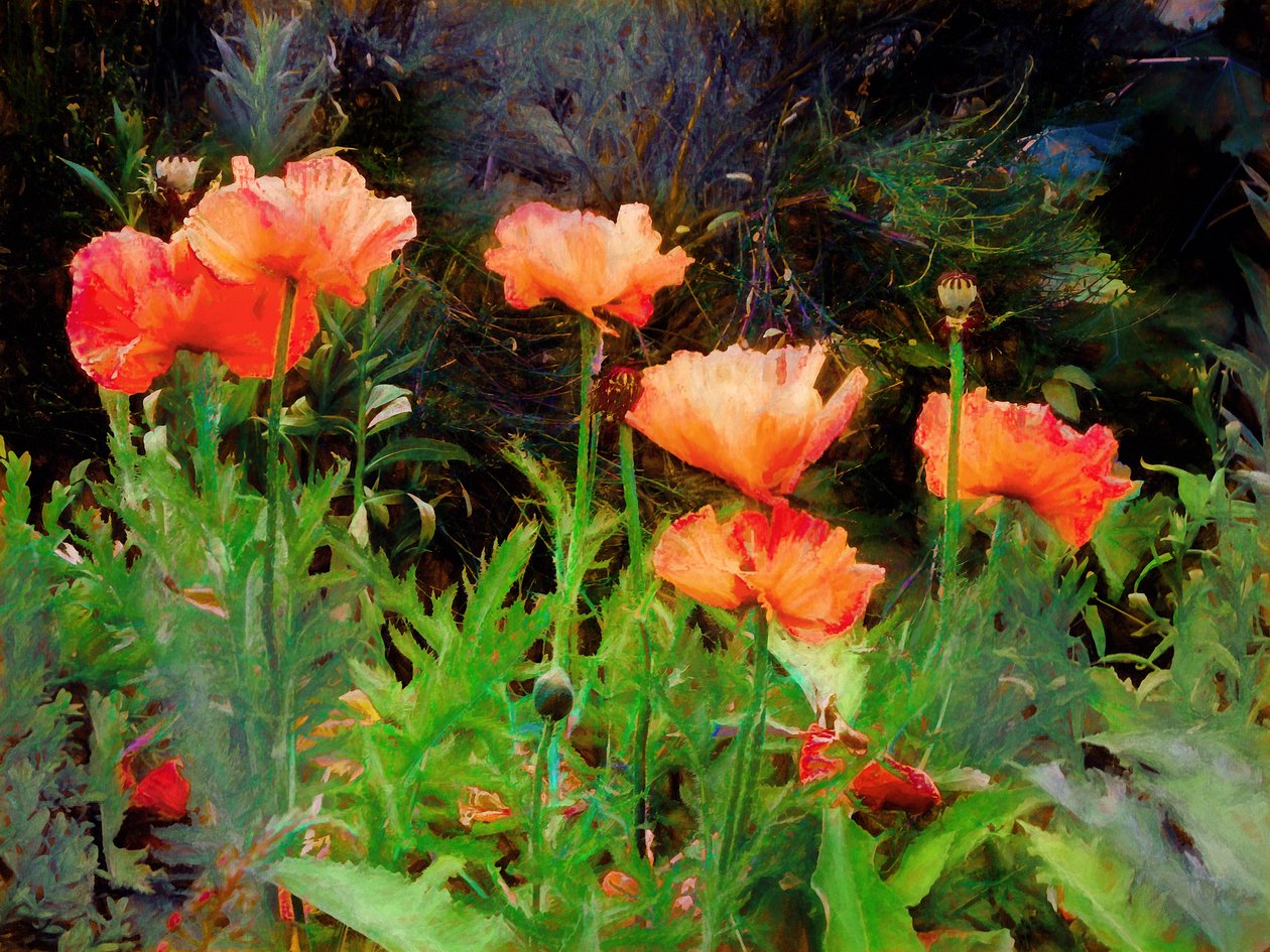 Peachy Poppies, 2020 av Helen White