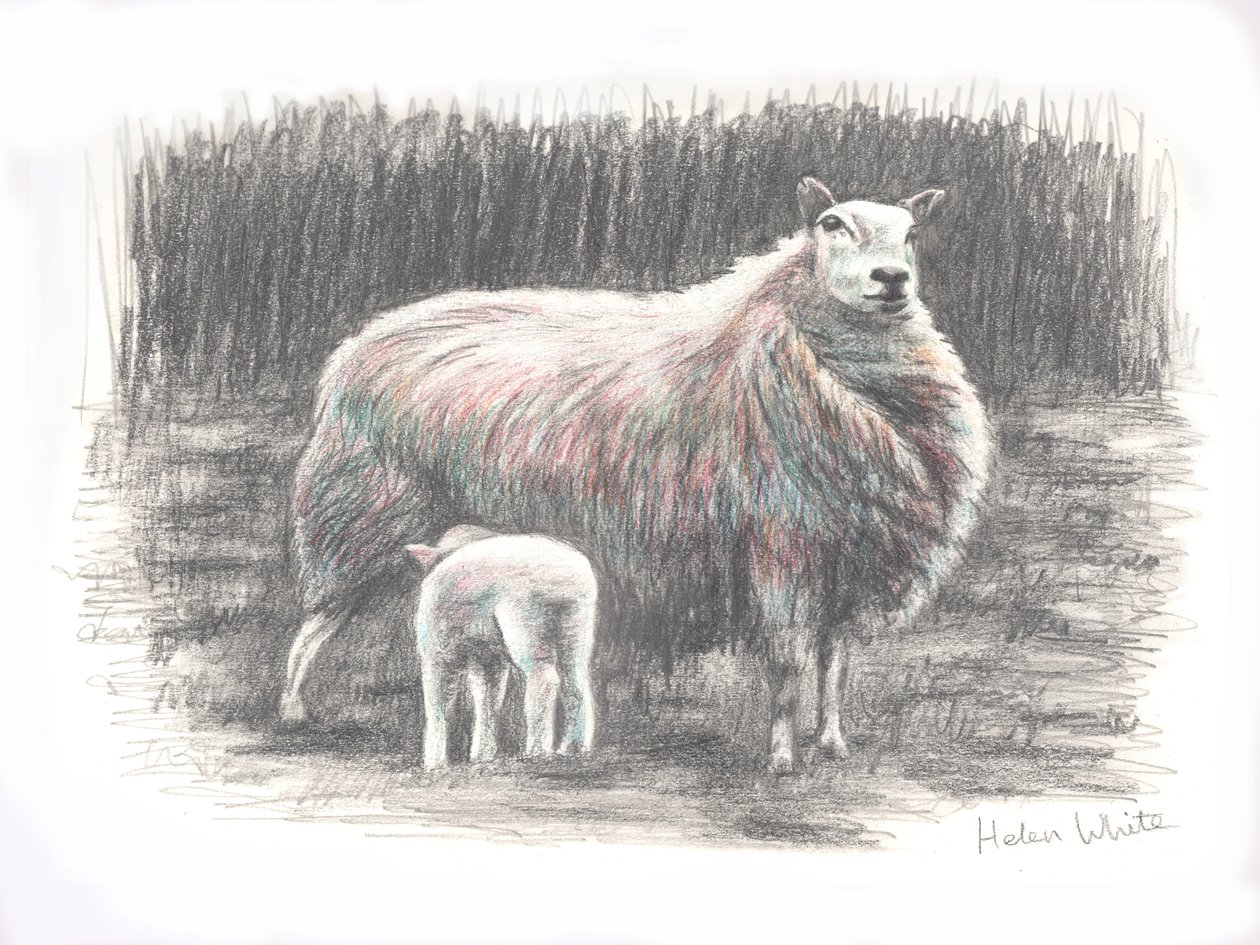 Proud, 2016, (pennteckning) av Helen White