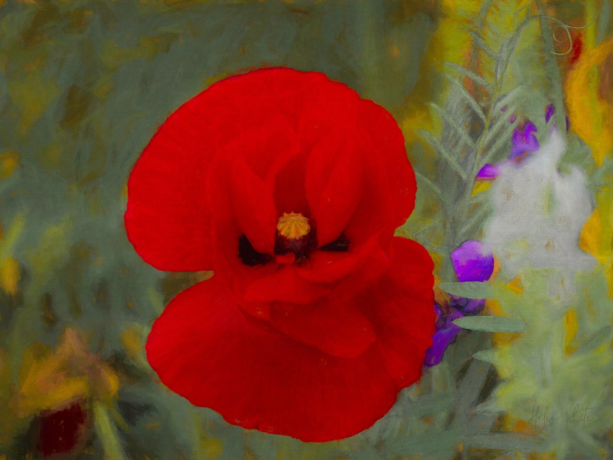 Scarlet, 2019 av Helen White