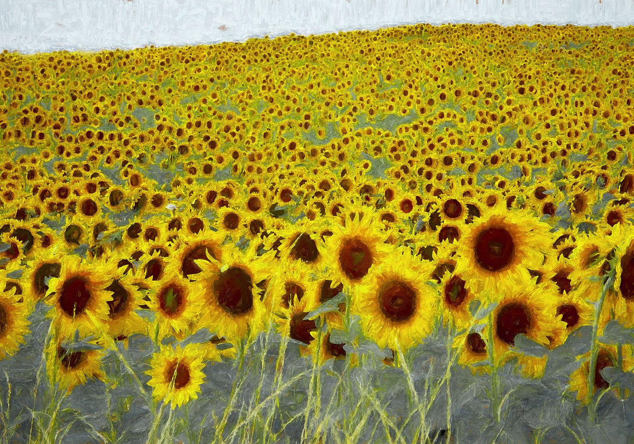 Solrosfält, 2019 av Helen White