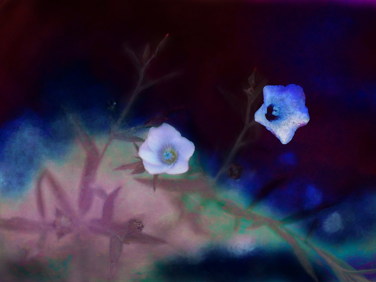 Transience, 2019 av Helen White