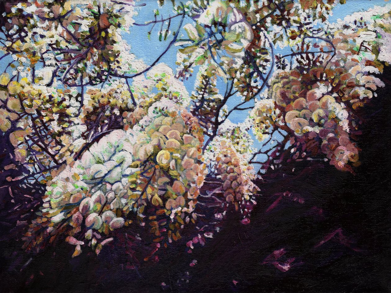 Vit blåregn, 2012, av Helen White