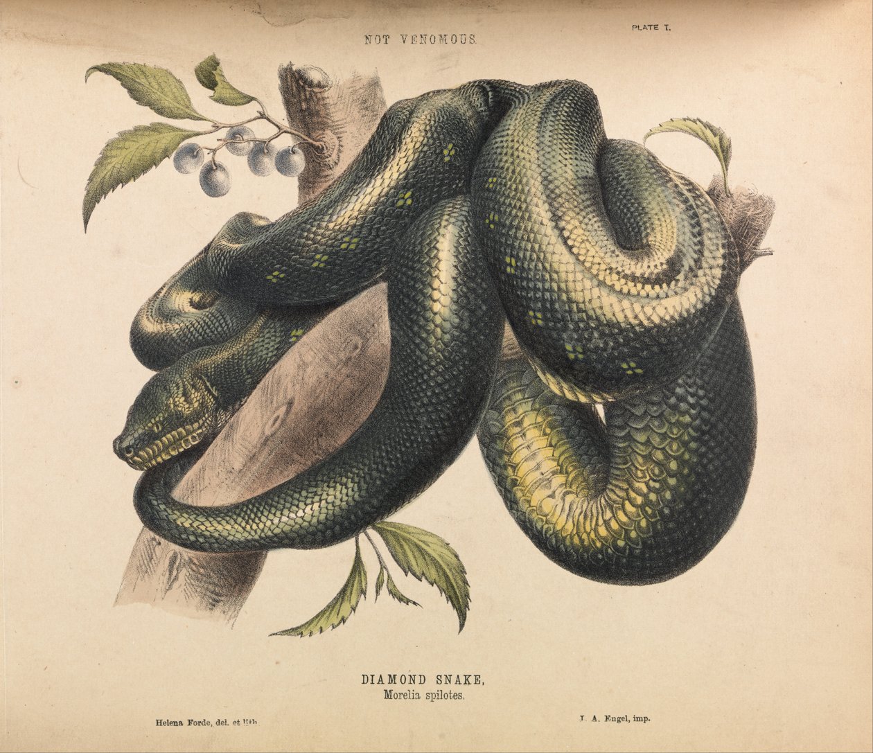 Diamond Snake, Morelia spelotes av Helena Forde